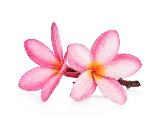 Beyaz backgro izole tropikal çiçek frangipani (plumeria) — Stok fotoğraf