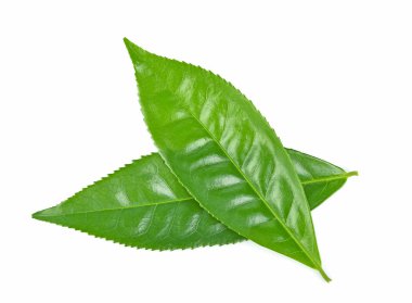 Beyaz arka plan üzerinde izole iki yeşil çay yaprağı