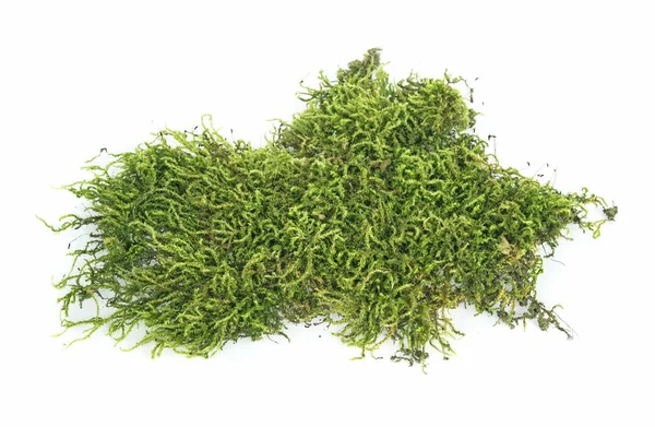 Мох, зелений мох ізольований на білому тлі — стокове фото