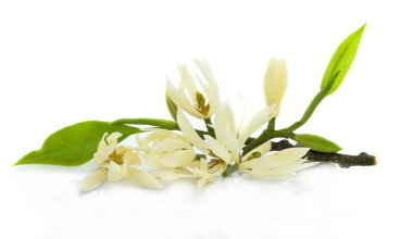 Beyaz Champaka çiçeği beyaz arkaplanda izole edildi