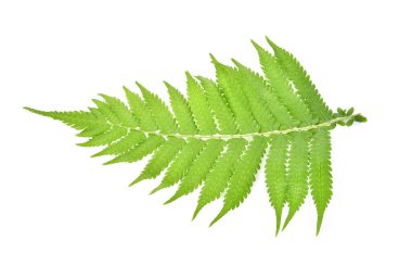 Eğreltiotunun üst görünümü beyaz arkaplanda izole