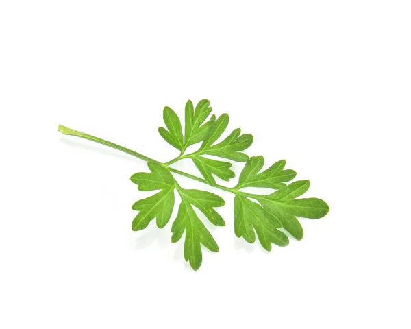 Top View Parsley Isolated White Background — Stock Photo, Image