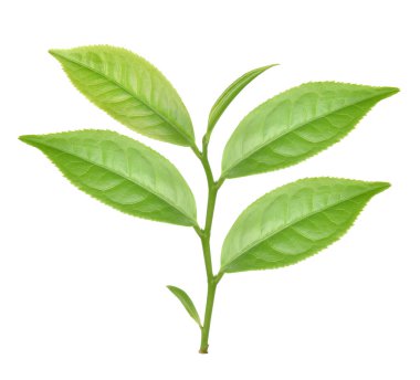 Beyaz arkaplanda yeşil çay yaprağı izole