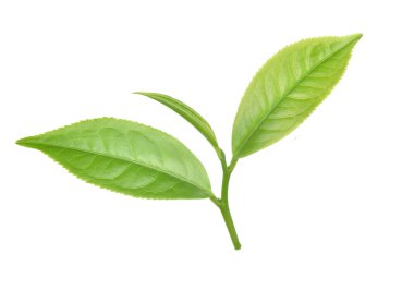 Beyaz arkaplanda yeşil çay yaprağı izole