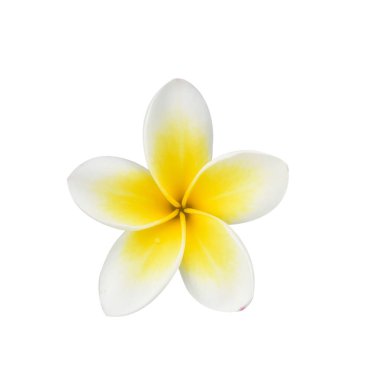 One Plumeria 'nın kapatılması beyaz arkaplanda izole edildi