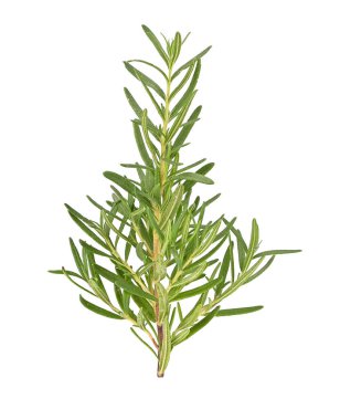 Beyaz arkaplanda biberiye izole edildi