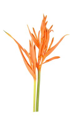 Cennet Kuşu çiçeği beyaz arka planda izole edilmiş