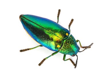 Beyaz arkaplanda izole edilmiş Buprestidae 'nin üst görünümü