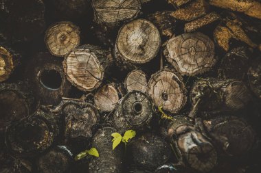 Eski Ahşap dokulu bir kesim günlük arka plan kesit ve yıpranmış.