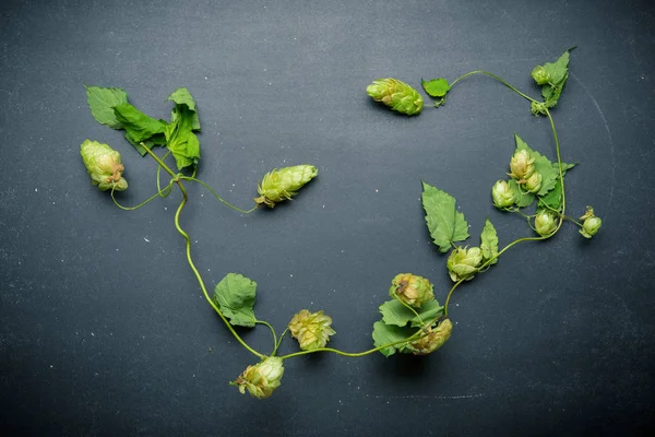 Wild Hop Takje Een Zwarte Achtergrond — Stockfoto