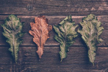 bir satır, koyu ahşap masa arka plan sonbahar meşe yaprakları