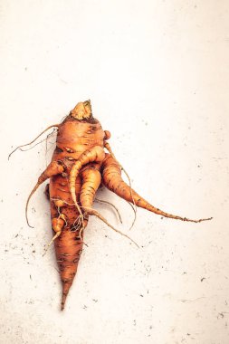 Çirkin saf organik havuç bahçeden aldı