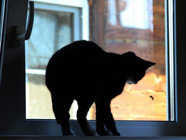 bir arı ile oynayan kedi