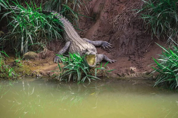 Alligator Zittend Het Gras Met Zijn Mond Open — Stockfoto