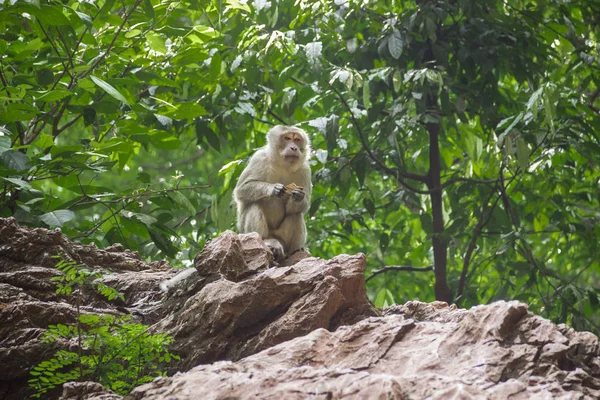 Pequeno Macaco Natureza — Fotografia de Stock