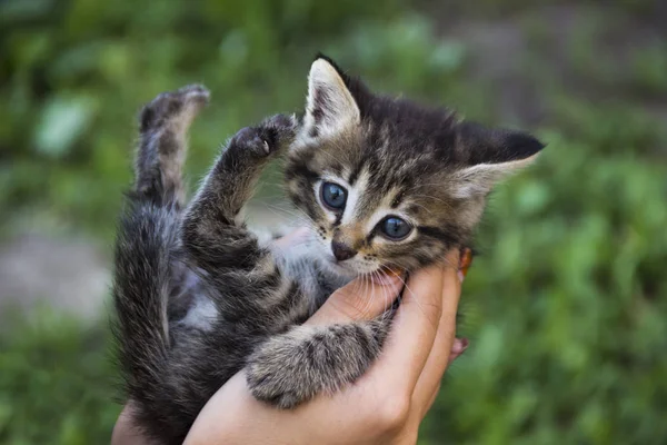 Pequeño Gatito Espalda Acostado Las Palmas Hombre Imágenes de stock libres de derechos