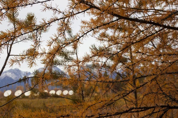 autumn needle leaves on a background of mountains