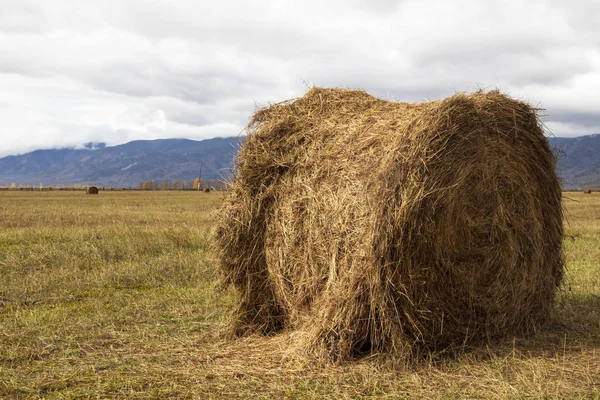 Připravený Balík Sena Uschne Poli — Stock fotografie