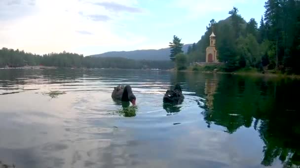 Bellissimi cigni neri nuotano sul lago sullo sfondo di un bellissimo cielo con la chiesa — Video Stock