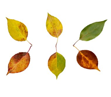 Beyaz bir arka plan üzerinde renkli sonbahar yaprakları kümesi