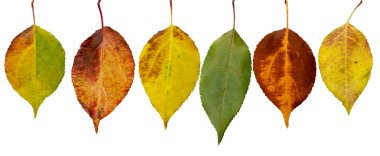 Beyaz bir arka plan üzerinde renkli sonbahar yaprakları kümesi