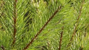 Ladin yeşili dallar, yeni yıl havası için fon.