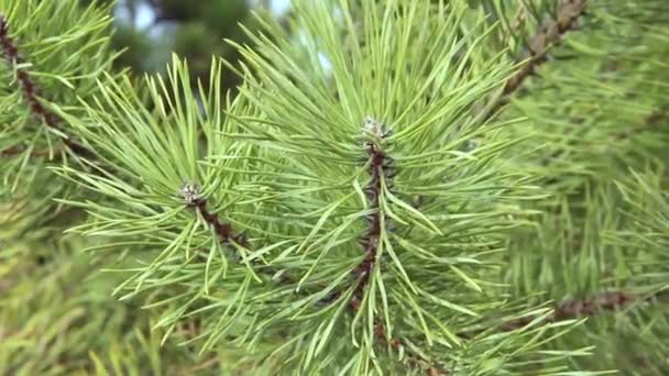 Spruce Green Branches Close Fon New Year Mood — Stock Video