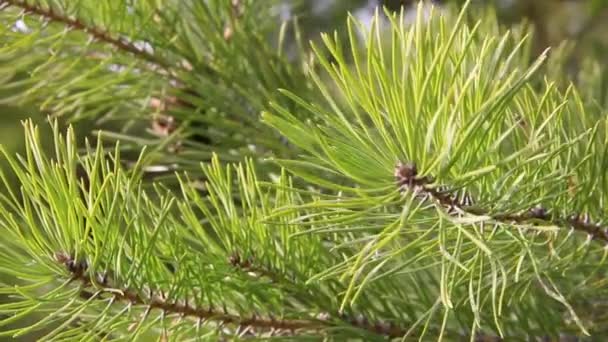 Petit Cône Cèdre Brun Suspendu Une Branche Épinette Oscille Dans — Video