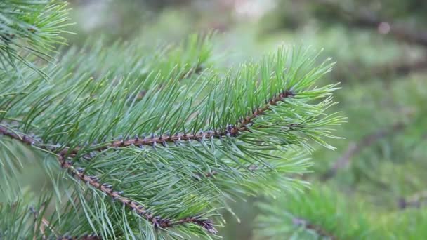 Rameaux Verts Épicéa Close Fon Pour Nouvel Humeur — Video