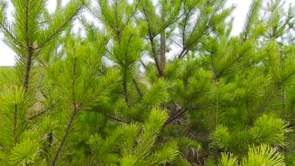 Saftige Fichtengrüne Zweige Wiegen Sich Wind Einem Warmen Sommertag — Stockvideo