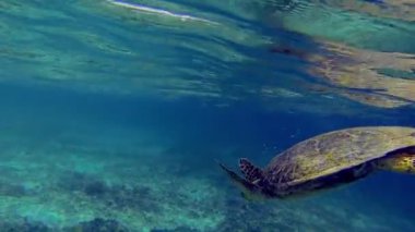 Büyük deniz kaplumbağası okyanus tabanı alt renkler dolu doğru dalış