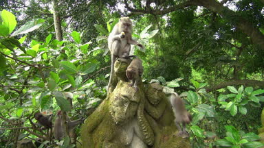 Eski yosunlu maymun heykeller üzerinde yemek maymun aile atış