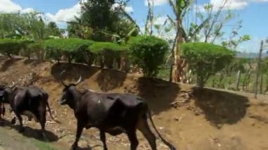 İnekler sokağın ortasında sürüş vurdu