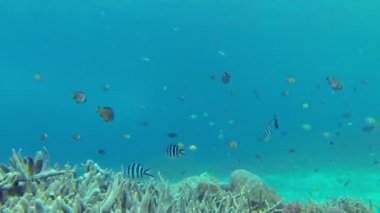 Sea mercanlar üzerinde canlı balık çeşitleri ile yüzme