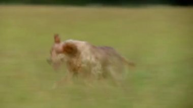 Fransa güzel Normandy otlak alan üzerinde çalışan büyük mutlu köpek kaydırma