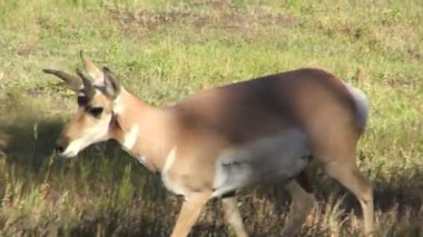 Geyik çiğnemek için mükemmel çim üzerinde bulma