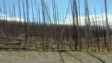 Hareket halindeki bir arabadan alınan Yellowstone Riverside'da yapraksız uzun ağaçlar