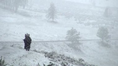 Büyük kahverengi Buffalo sakince yalnız Hayden Vadisi işaret Yellowstone içinde yanında ağır karda yürüme