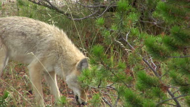 Yavaş yavaş olarak bu çiğneme çakal yakalamak
