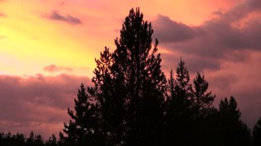 Çam ağacı siluet Grand Teton Milli Parkı'nda kırmızı günbatımı karşı