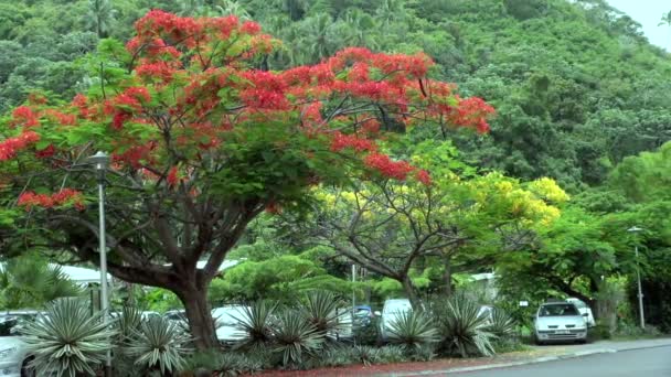 Ancora Colpo Albero Fuoco Con Auto Parcheggiate Tahiti Papeete Polinesia — Video Stock