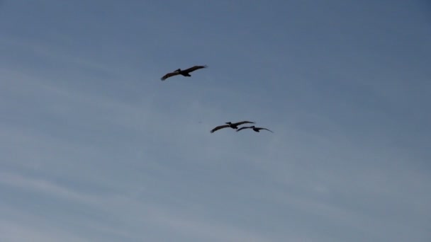 Pelicans Flying Clear Sky Palos Verdes Estados Unidos América — Vídeo de Stock