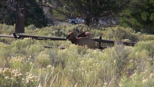 Une Clôture Séparant Magnifique Wapiti Avec Énormes Bois Beaux Cerfs — Video