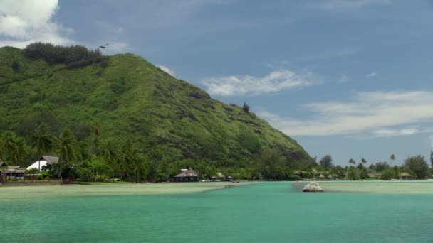 Inselblick Auf Moorea Mit Berg Und Fliegendem Vogel Tahiti Moorea — Stockvideo