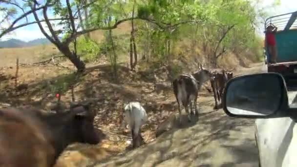 Geçen Küçük Grup Yol Kenarında Üzerinde Ineklerin Ile Geniş Açı — Stok video