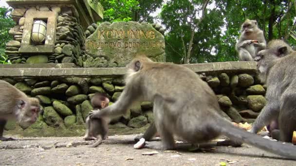 Wide Shot Four Adult Monkeys Baby Monkey Eating Fruits Together — Stock Video