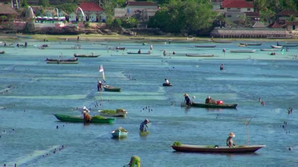 Weitwinkelaufnahme Von Hart Arbeitenden Fischern Unter Der Sonne Flachen Wasser — Stockvideo