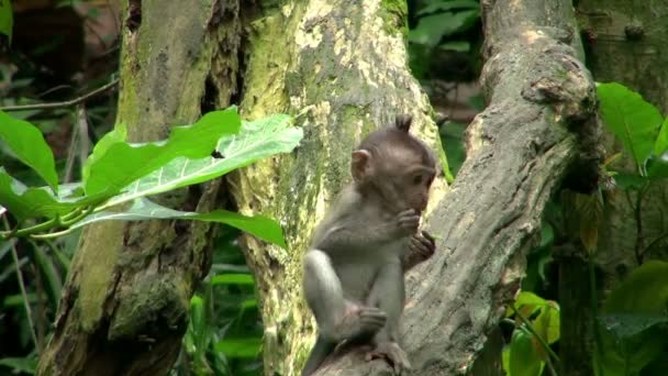 Inyección Gran Angular Mono Bebé Comiendo Frutas Árbol Mientras Rasca — Vídeos de Stock