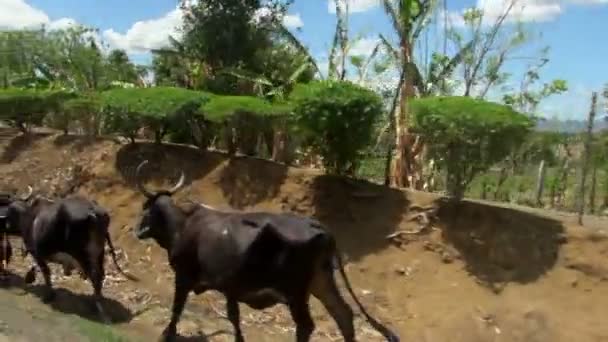 Βολή Οδήγησης Μεταξύ Αγελάδες Στην Μέση Του Δρόμου — Αρχείο Βίντεο