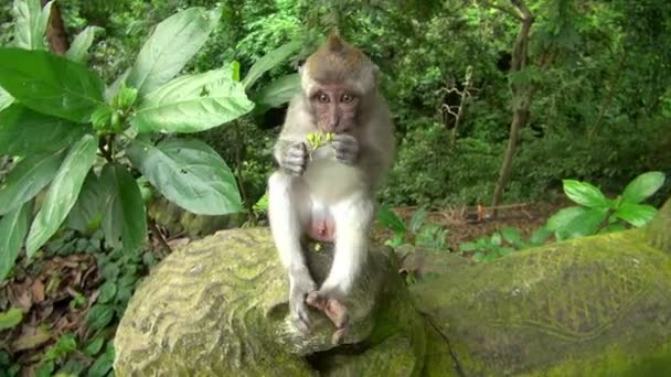 Primer Plano Tiro Mono Comiendo Frutas Mientras Sienta Una Estatua — Vídeos de Stock